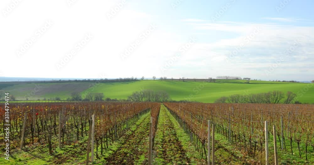 Straight fields of vines around south Moravia vast field during an autumn sunny day in a farmers area called Moravian Tuscany with ripples in the background captured in 4k 60fps slow motion. Straight fields of vines around south Moravia vast field during an autumn sunny day in a farmers area called Moravian Tuscany with ripples in the background captured in 4k 60fps slow motion.