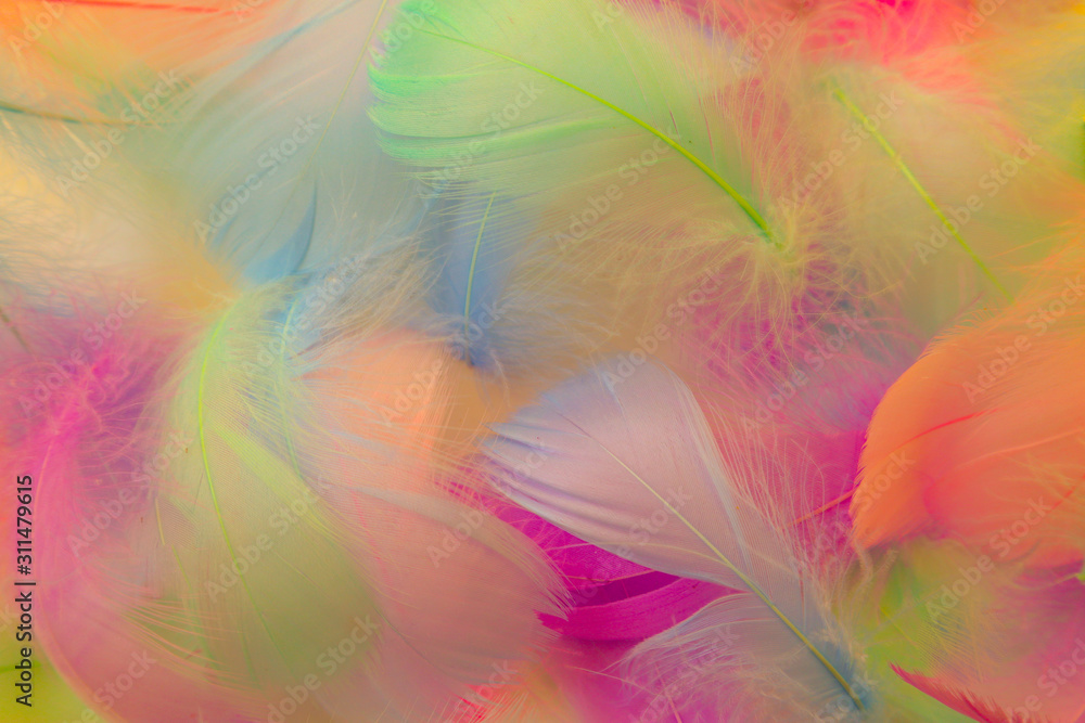 Beautiful abstract purple orange and blue feathers on white background and soft white pink feather texture on colorful pattern, colorful background Beautiful abstract purple orange and blue feathers on white background and soft white pink feather texture on colorful pattern, colorful background