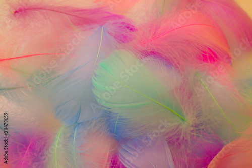 Beautiful abstract purple orange and blue feathers on white background and soft white pink feather texture on colorful pattern  colorful background