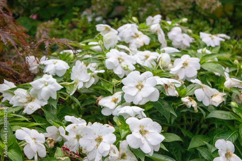 White Flowers