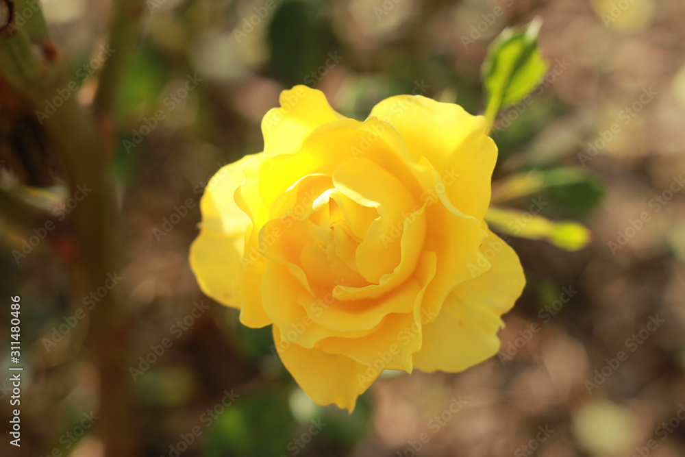 close details of a soft bright yellow rose flower blooming on the bush in a sweet scented lush rose garden, Victoria, Australia close details of a soft bright yellow rose flower blooming on the bush in a sweet scented lush rose garden, Victoria, Australia