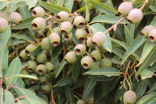 large bunches of brown lush native Australian gumnuts and leaves on a gum tree in a garden on a hot summer day, Australia photo