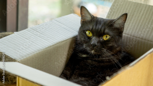 Cute black cat lying in a box.