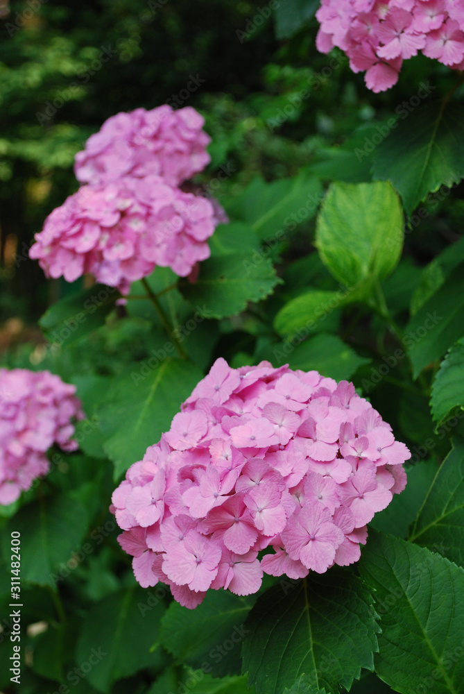 紫陽花ピンク 紫陽花ピンク