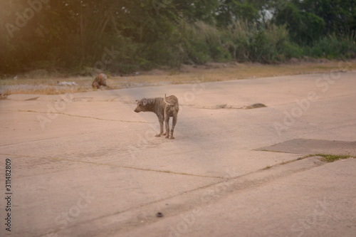 A stray dog, standing in the middle of the road. In the light of the sun was setting