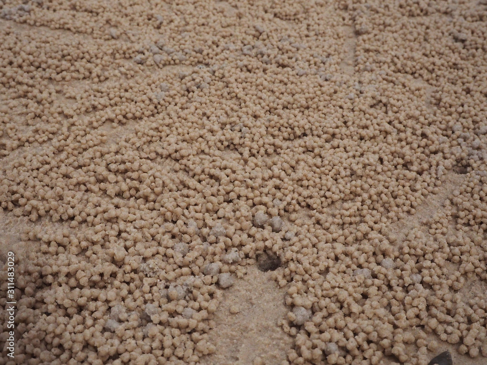 Crab on the sand in the water level was lowered. Crab on the sand in the water level was lowered.