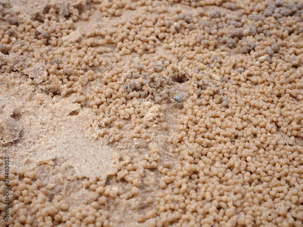 Crab on the sand in the water level was lowered. Crab on the sand in the water level was lowered.