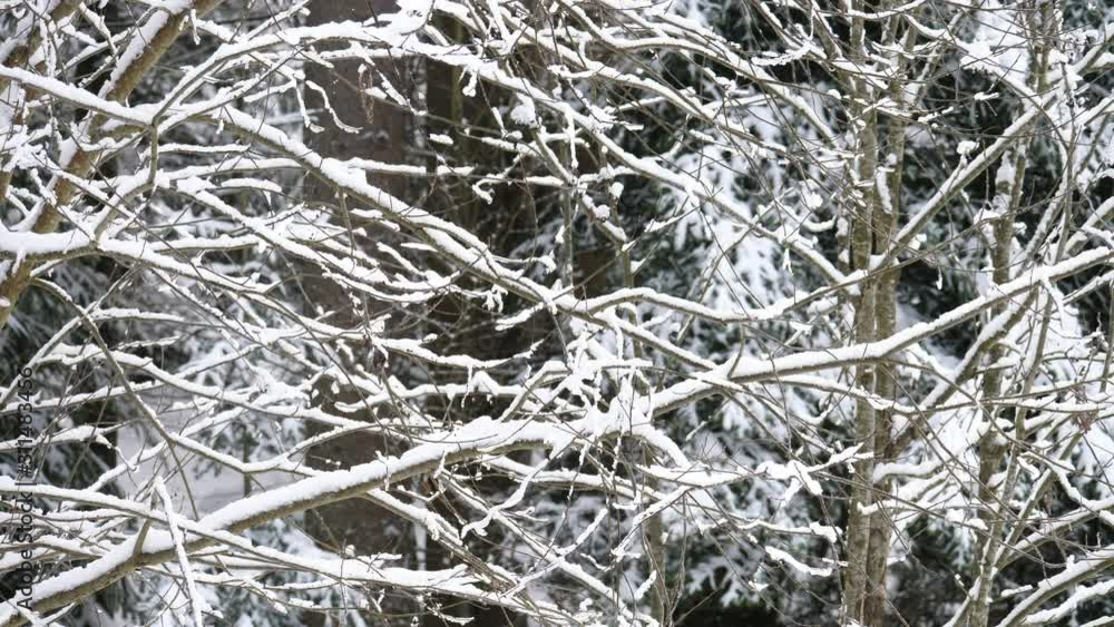 Snow covered trees in the winter forest Snow covered trees in the winter forest