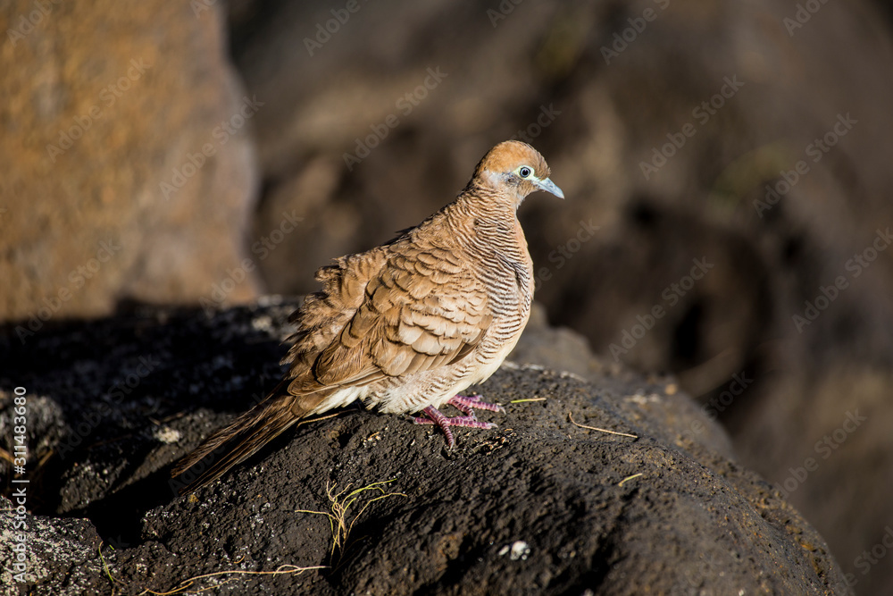 Zebra dove sitting on a rock in Hawaii Zebra dove sitting on a rock in Hawaii