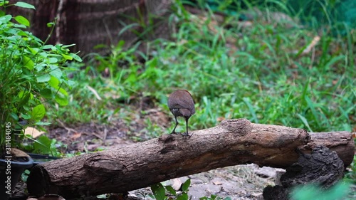 The slaty-legged crake or banded crake (Rallina eurizonoides)  : Migratory birds come in winter or outside the breeding season.(Slow motion) photo