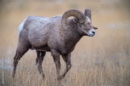 Big Horn Ram at the Rut