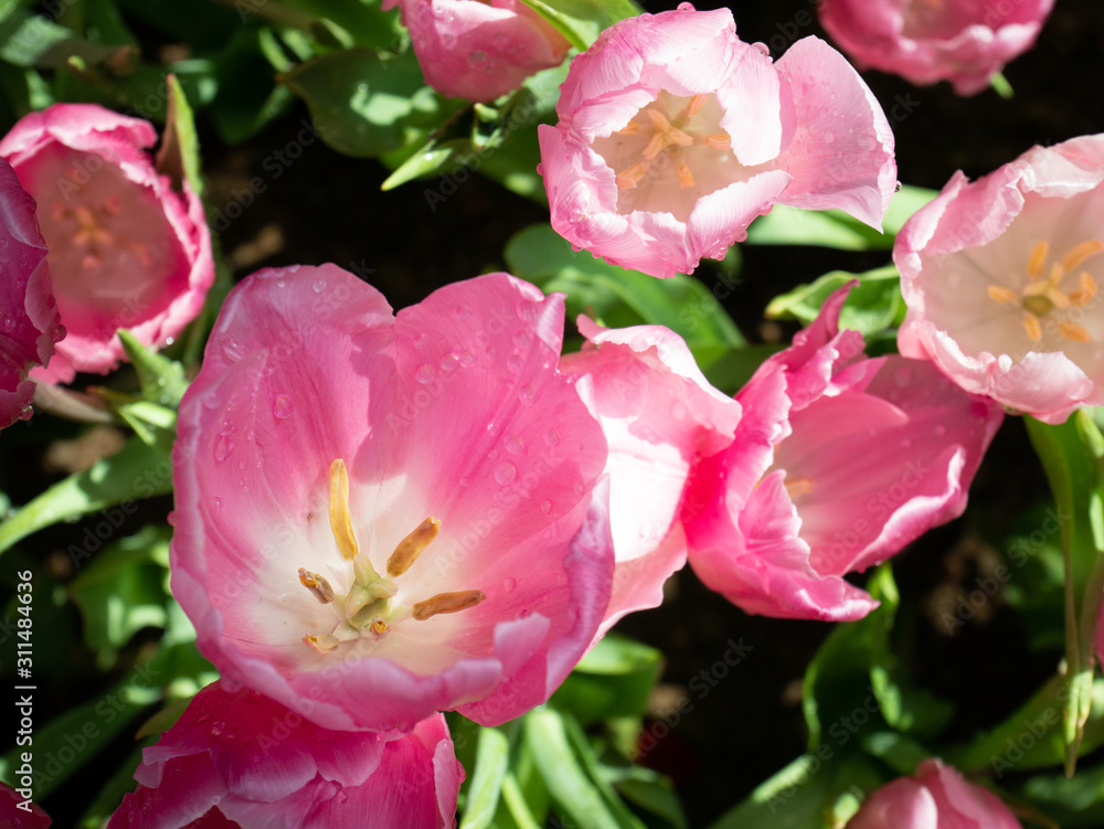 pink tulip in the garden in Thailand