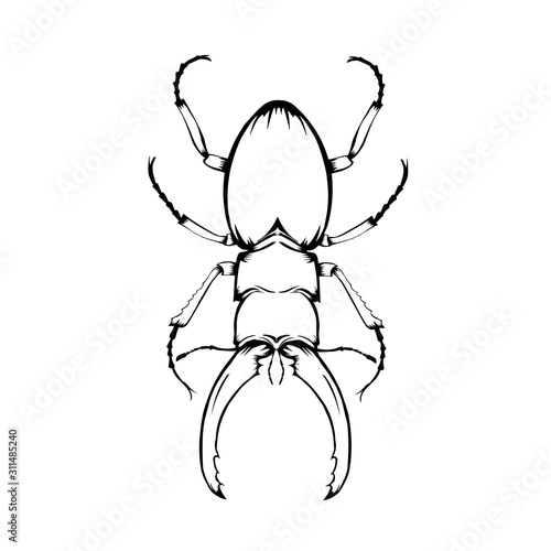 Sketch beetle and web
