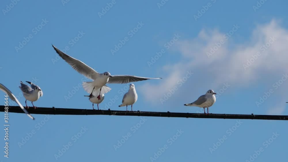 Group of Black-headed gulls. Chroicocephalus ridibundus Group of Black-headed gulls. Chroicocephalus ridibundus