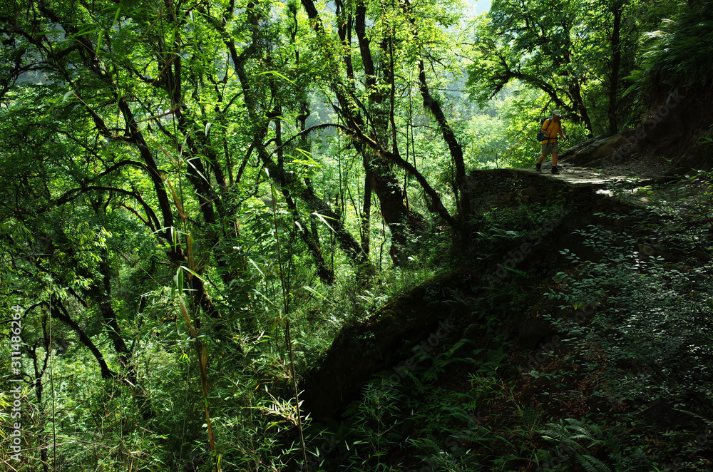 Obraz premium Trekking in Nepal Himalayas. Hiker in green forest, Lower part of Everest trek - trail between Jiri and Lukla