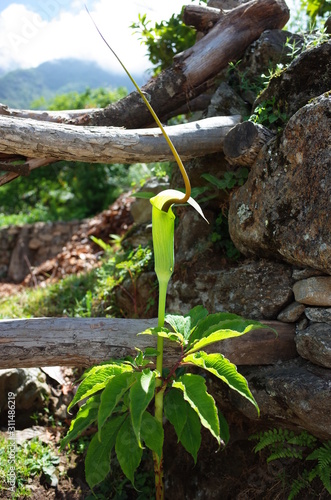 Green flower - Arisaema tortuosum, the whipcord cobra lily. Nepal Himalayas
