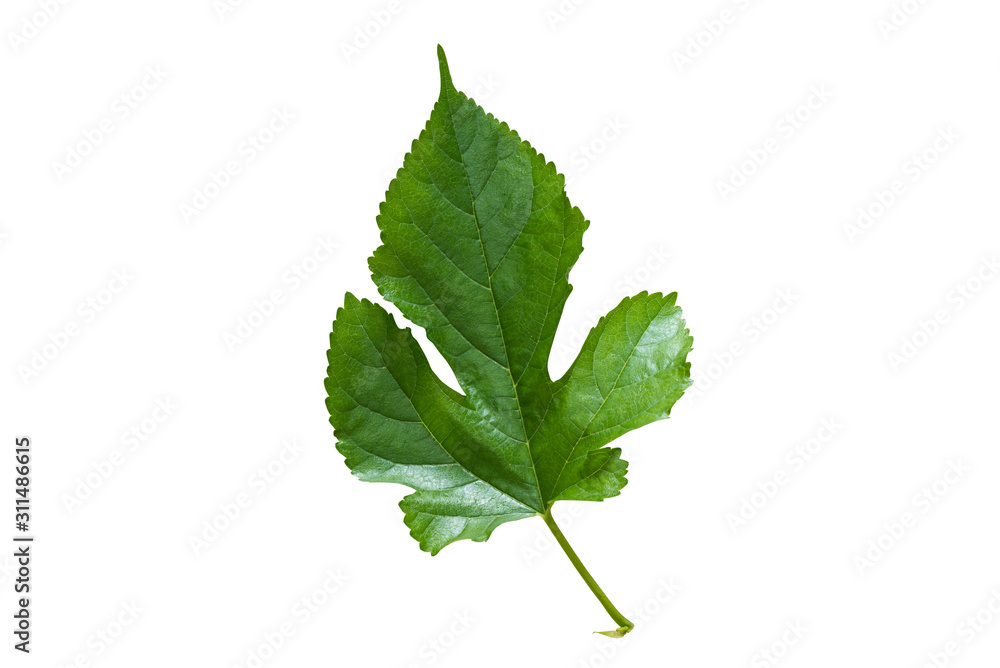 Fototapeta premium green leaf isolated on white background