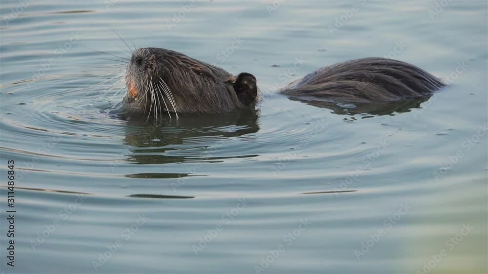 Coypu, Myocastor coypus, Camargue, Occitanie, France Coypu, Myocastor coypus, Camargue, Occitanie, France