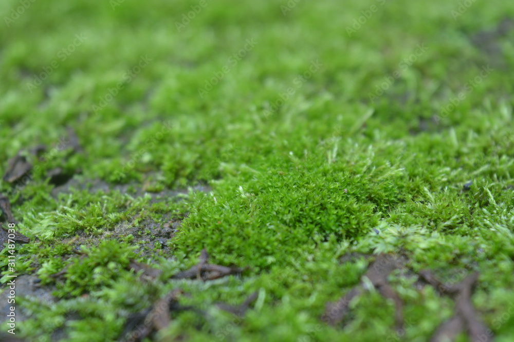 Naklejka premium moss on green grass background