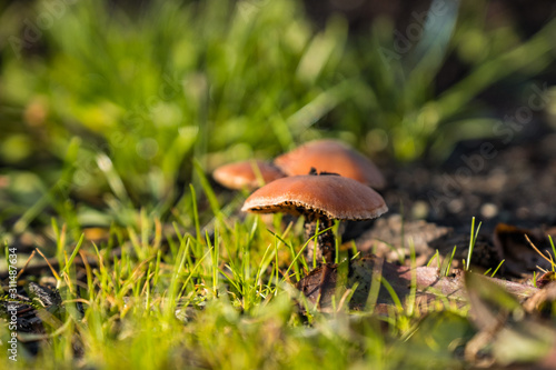 close up of few brown mushrooms grown on green grass field under the sun in the forest