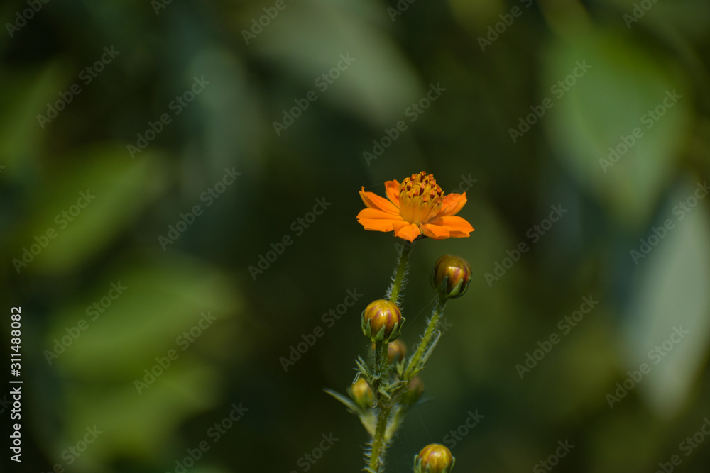yellow flower yellow flower