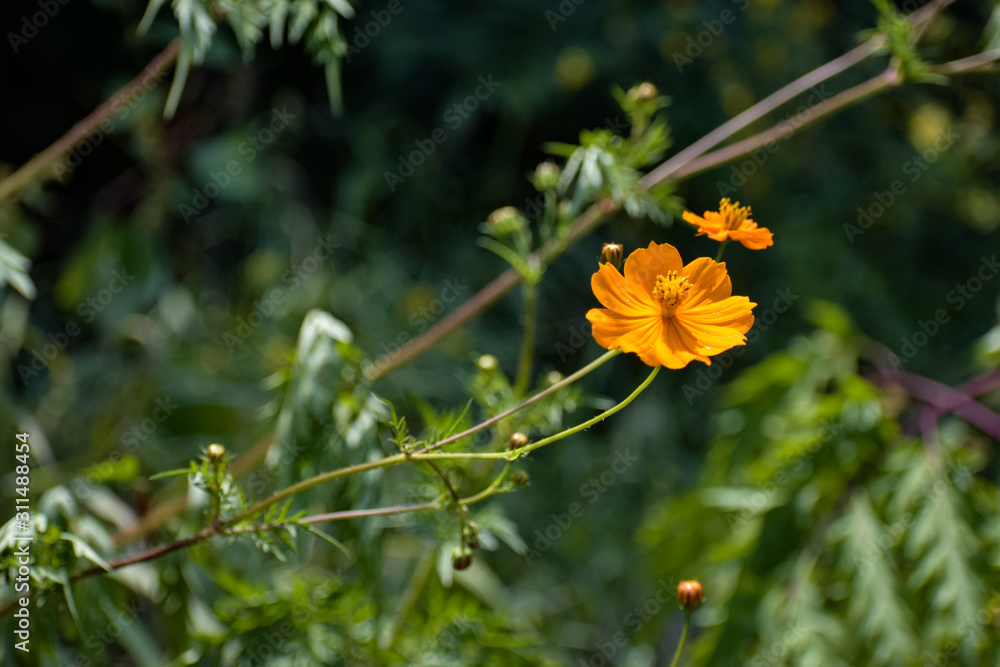 yellow flower on green background of grass