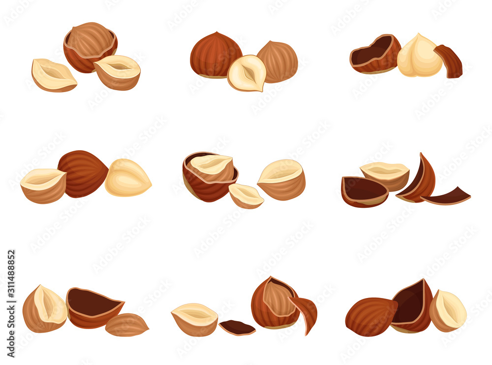 Realistic Hazelnuts Vector Set. Whole and Chopped into Halves Nut Collection