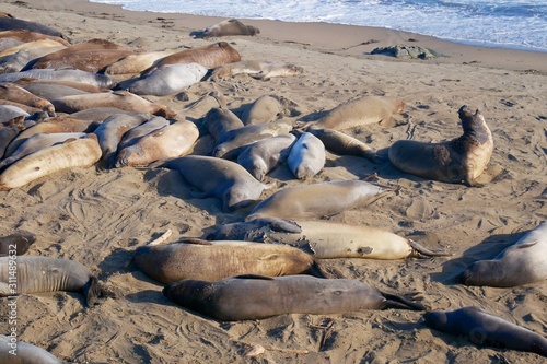 Elephant seals in California coastline.