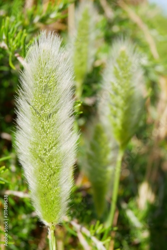 beautiful fox tail grass in field