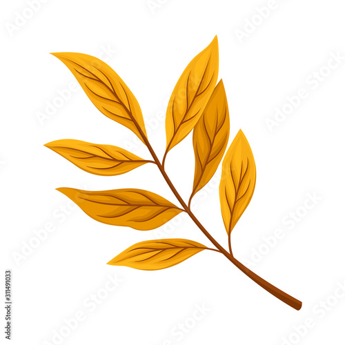 Autumn Leaf Isolated on White Background Decorative Vector Element