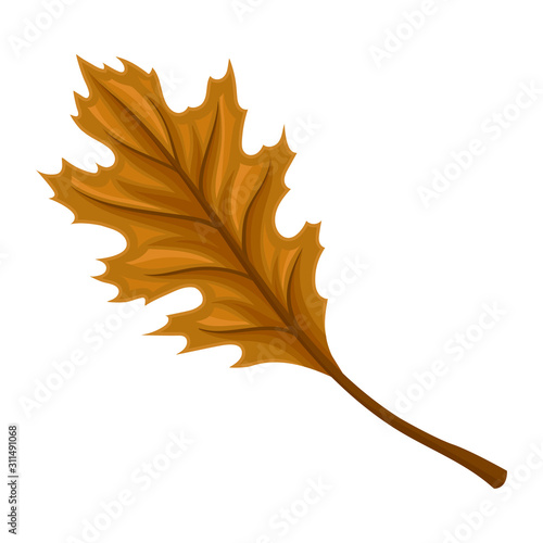 Autumn Leaf Isolated on White Background Decorative Vector Element