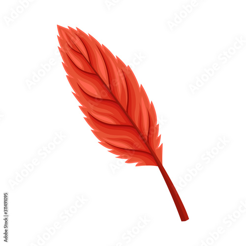 Autumn Leaf Isolated on White Background Decorative Vector Element