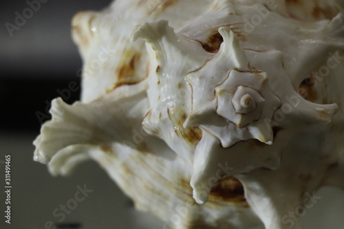 the shell of a marine mollusk
