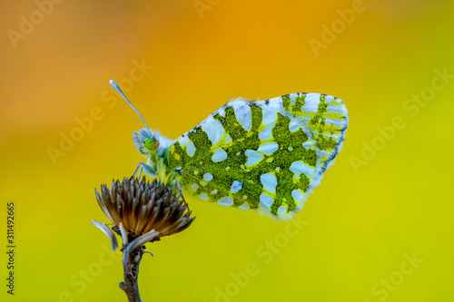 Canvas Print Closeup   beautiful butterflies ( Green-Dapled White) sitting on the flower