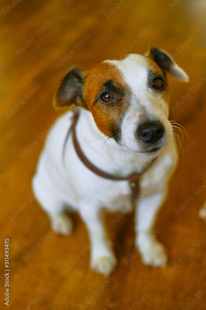 Dog Jack Russell Terrier sits on a brown background and looks in the frame