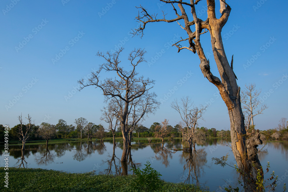 Old trees that die in the lake,Dead trees, flood landscape