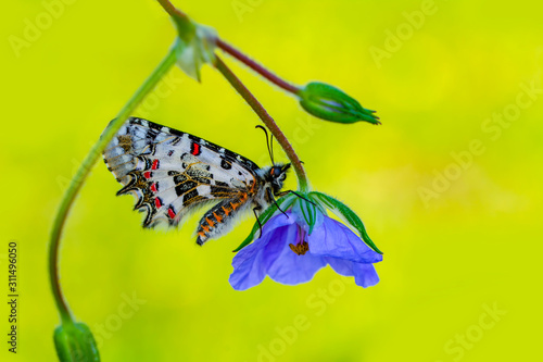 Photography Closeup   beautiful butterflies ( Zerynthia cerisyi ) sitting on the flower