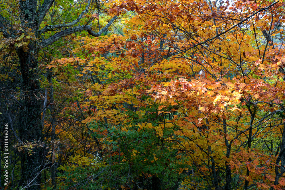 秋の山のカラフルな紅葉
