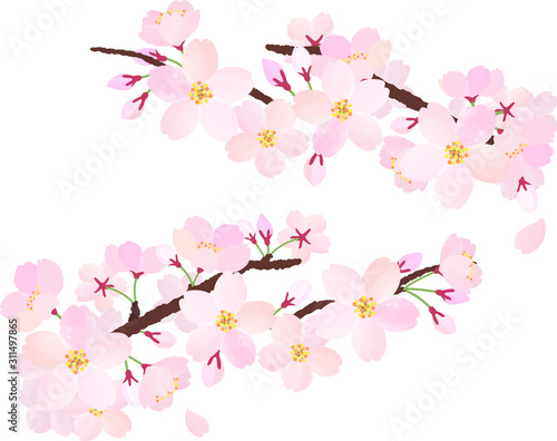 桜の枝 01 左右セット
