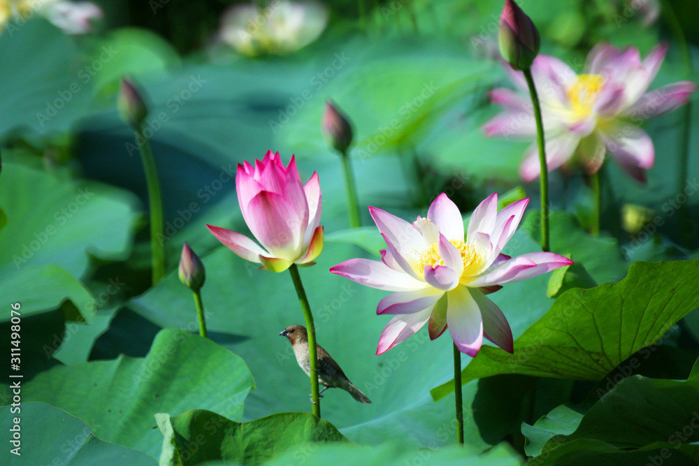 Summer pond is full of beautiful lotus flowers of various colors
