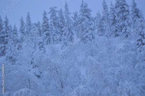 snow covered trees