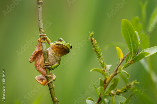 European green tree frog in the natural environment, close up, wildlife, nature, Hyla arborea