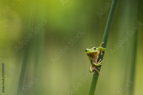 European green tree frog in the natural environment, close up, wildlife, nature, Hyla arborea