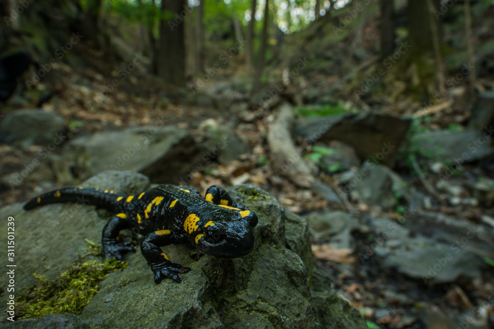 Fire salamander in the natural environment, close up, isolated, silhouette, wide macro, Salamandra salamandra Fire salamander in the natural environment, close up, isolated, silhouette, wide macro, Salamandra salamandra