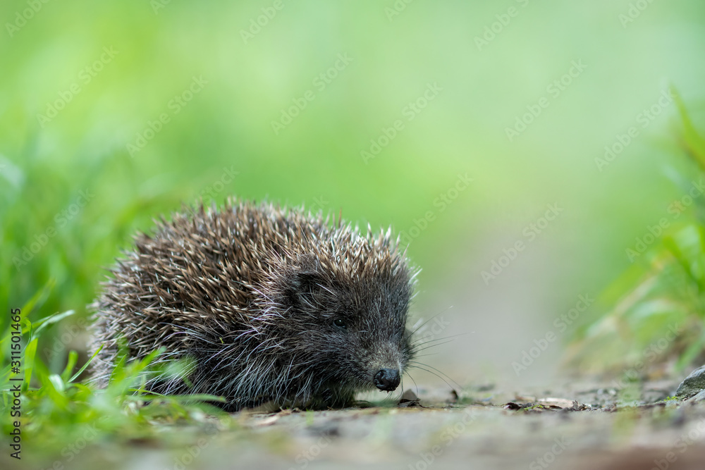 Fototapeta premium European hedgehog in the natural environment, close up, wildlife, Erinaceus roumanicus, Erinaceus europaeus