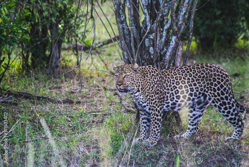 Esquivo leopardo