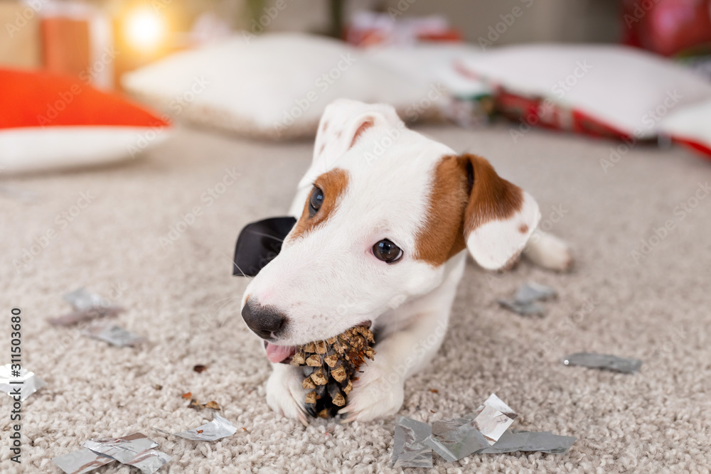 Christmas and pet concept - Jack russell terrier puppy nibbles at a fir Christmas and pet concept - Jack russell terrier puppy nibbles at a fir