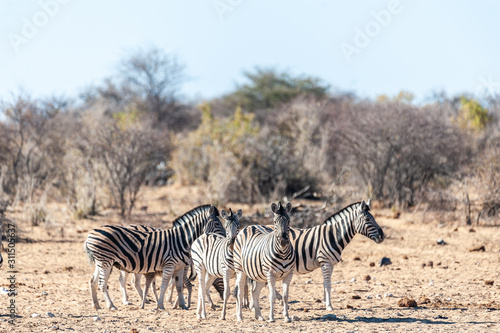 Telephoto shot of a group of Burchell s Plains zebras -Equus quagga burchelli- standing on the plains of Etosha National Park  Namibia.