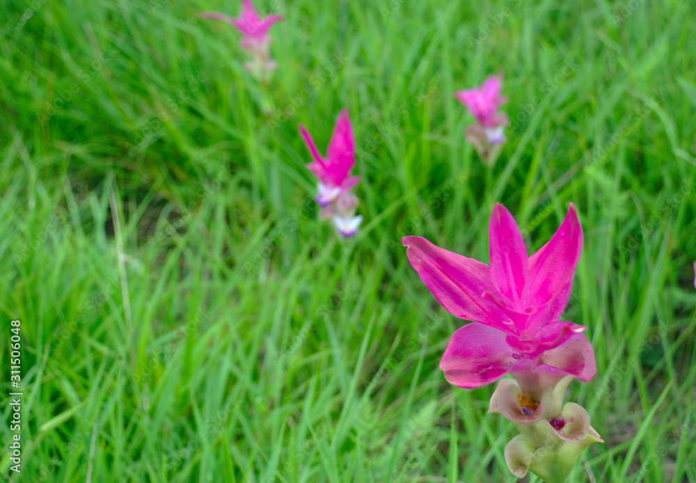 Krachiew flower with green grass blur background Krachiew flower with green grass blur background