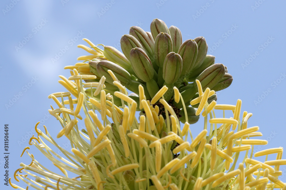 Fototapeta premium agave_victoriae-reginae